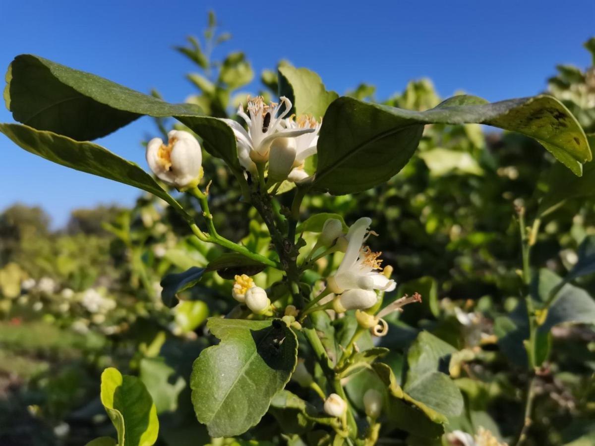 Profumo Di Zagara Acireale Villa Eksteriør bilde