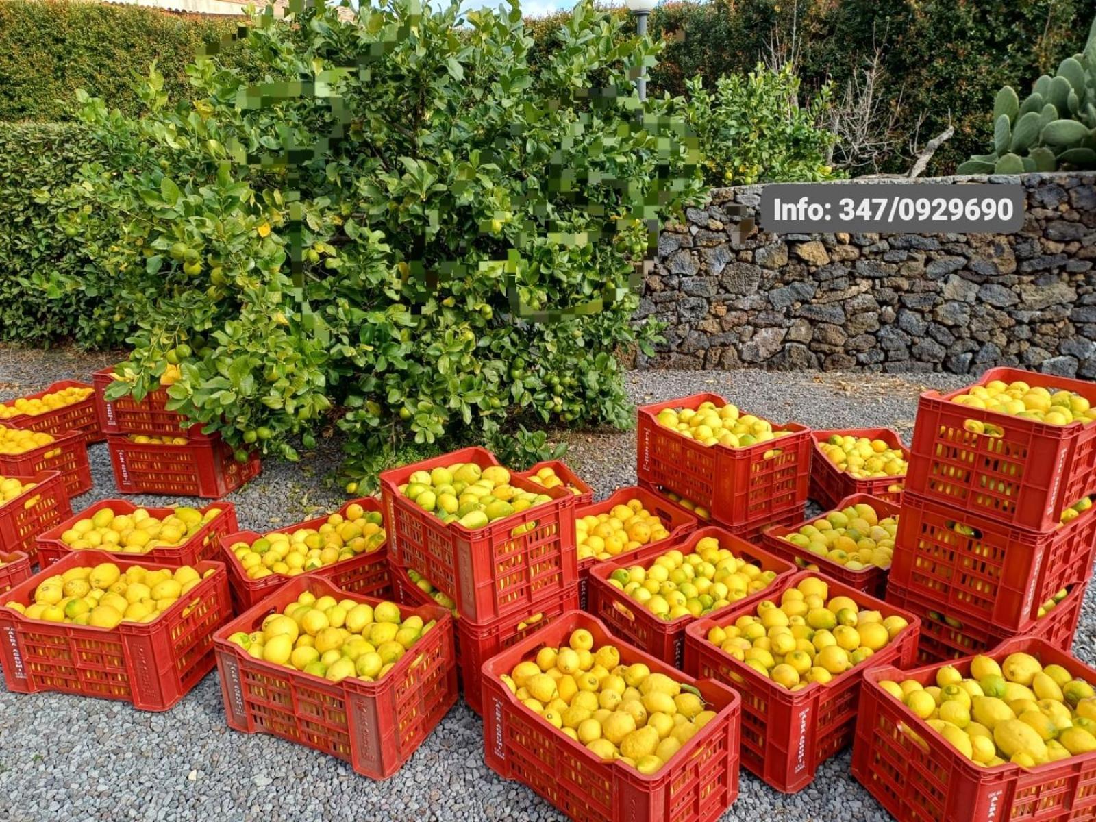 Profumo Di Zagara Acireale Villa Eksteriør bilde